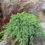 Juniperus procumbens Nana Japanese Garden Juniper