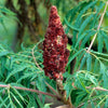 Rhus glabra Laciniata Cutleaf Smooth Sumac