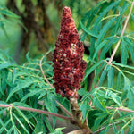 Rhus glabra Laciniata Cutleaf Smooth Sumac