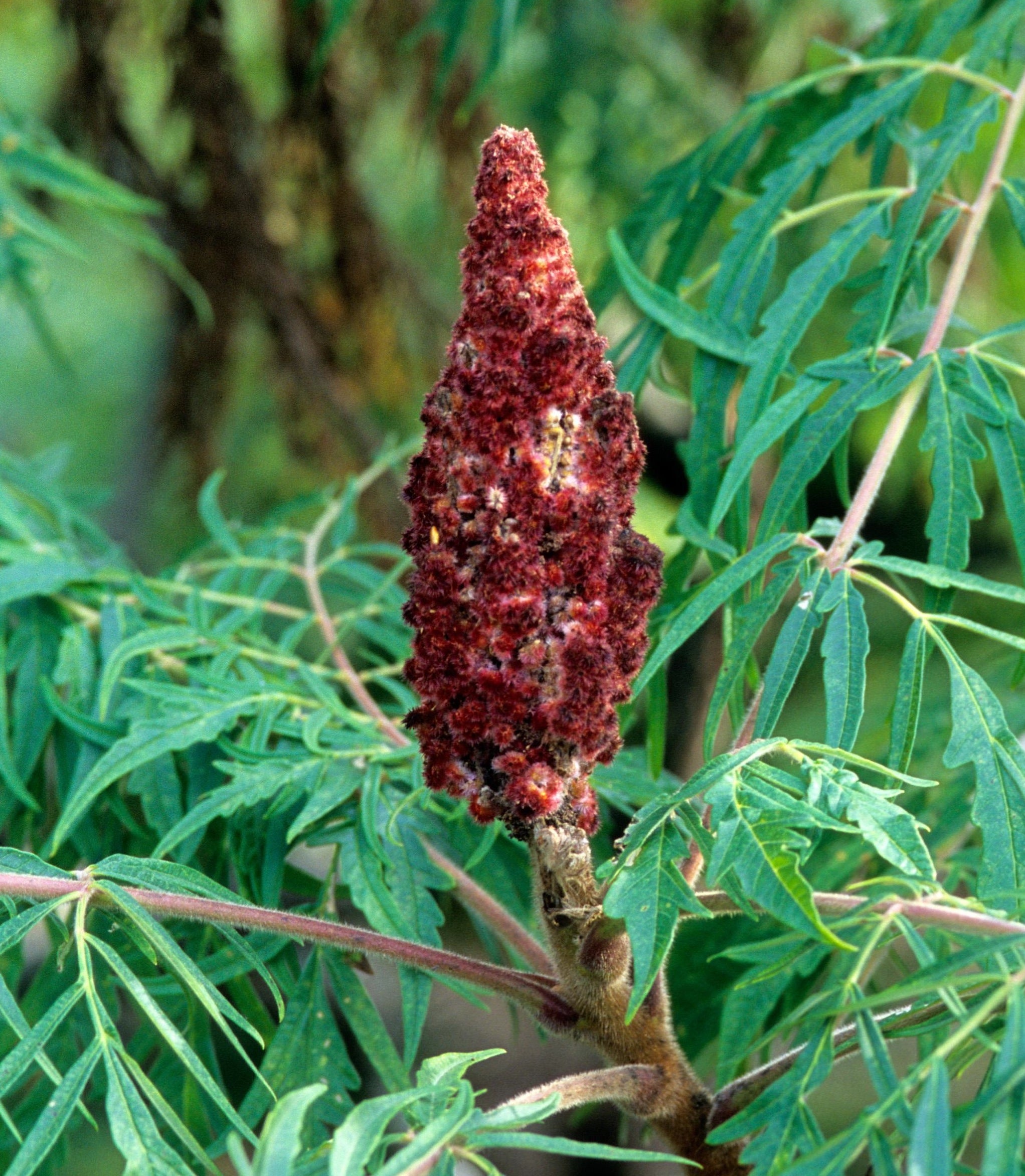 Rhus glabra Laciniata Cutleaf Smooth Sumac