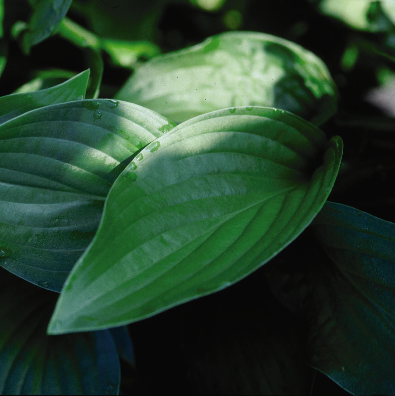 Hosta Royal Standard Plantain Lily