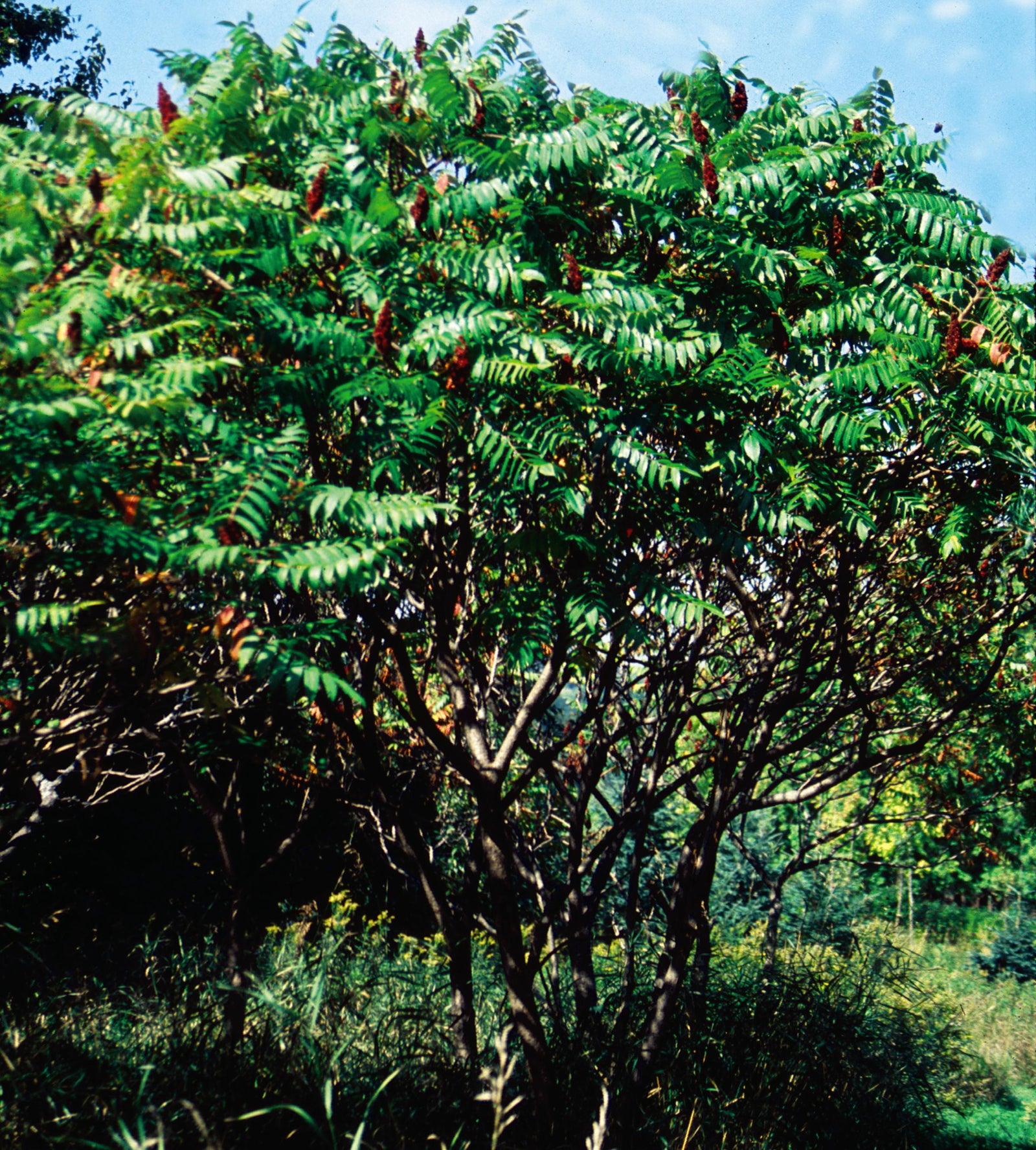 Rhus typhina Staghorn Sumac