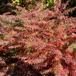 Rhus typhina Dissecta Cutleaf Staghorn Sumac