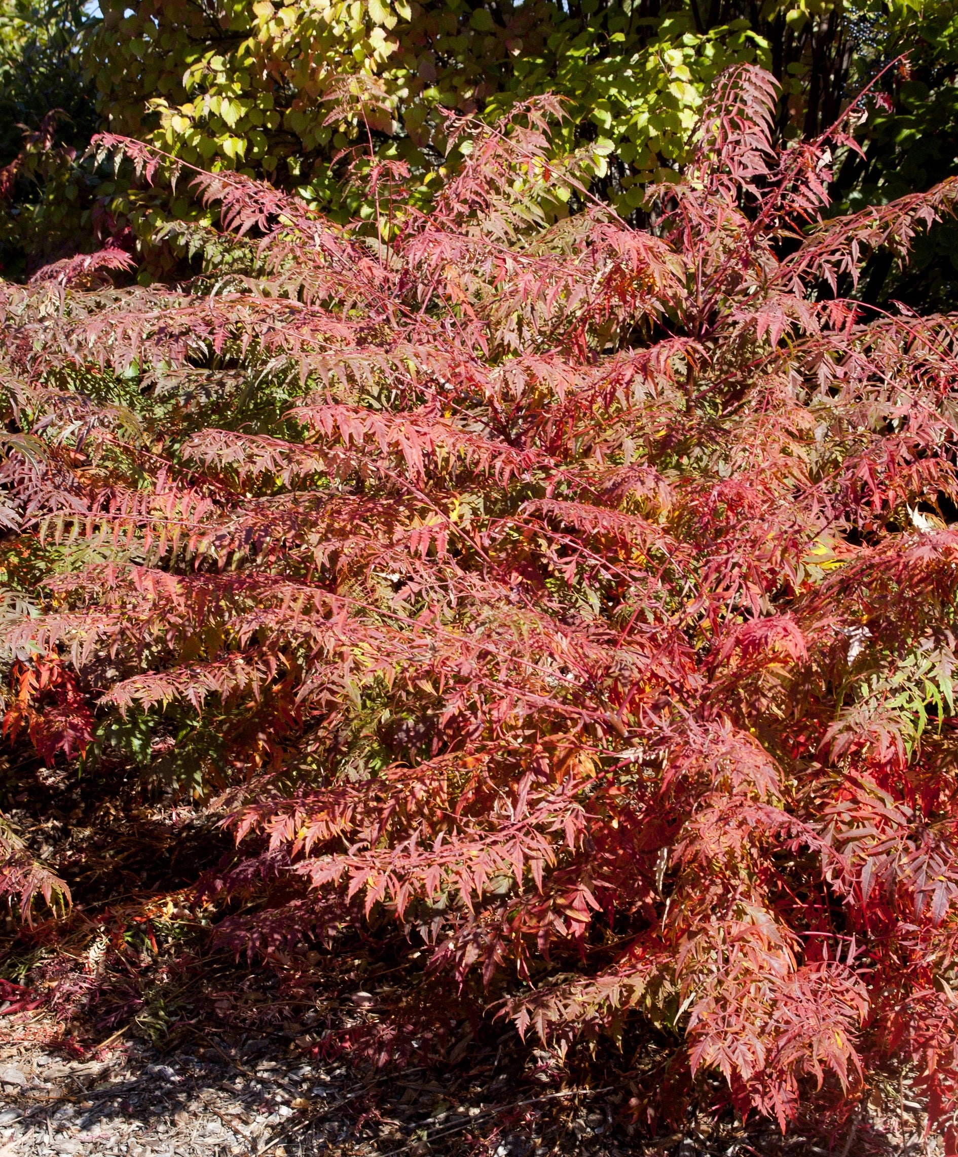 Rhus typhina Dissecta Cutleaf Staghorn Sumac