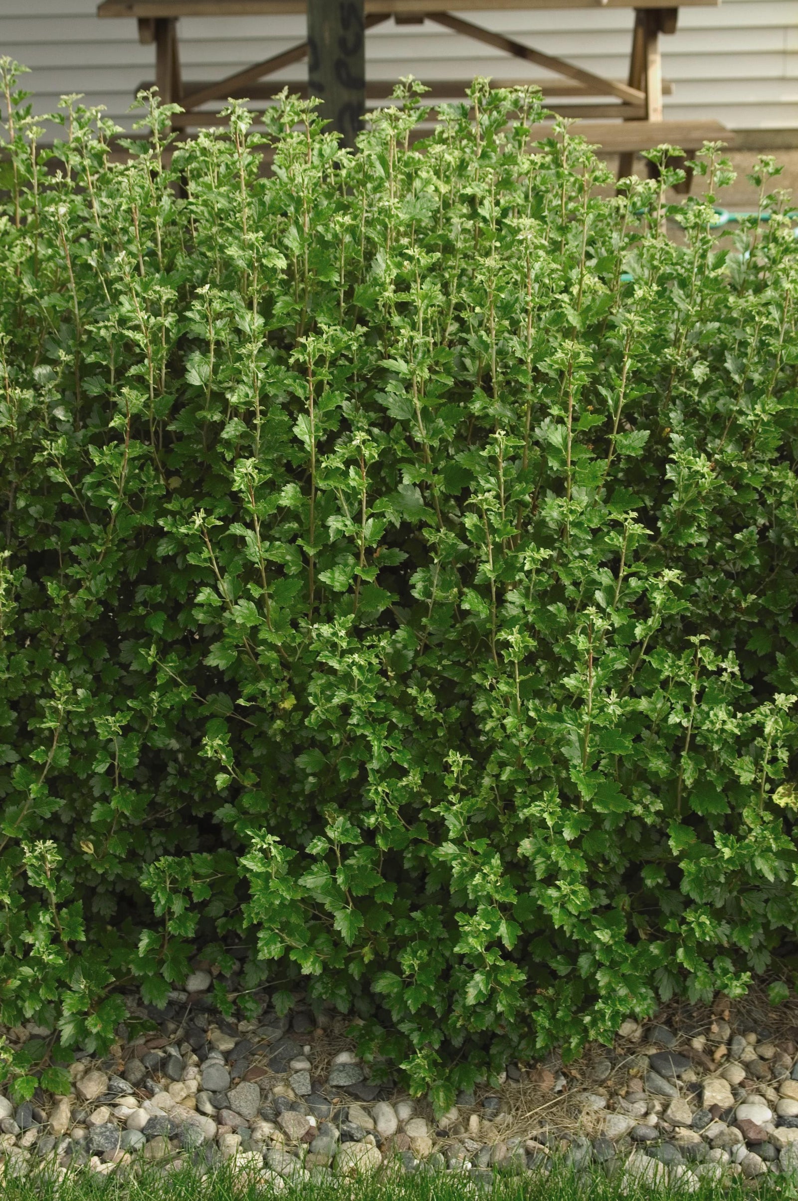 Ribes alpinum Alpine Currant