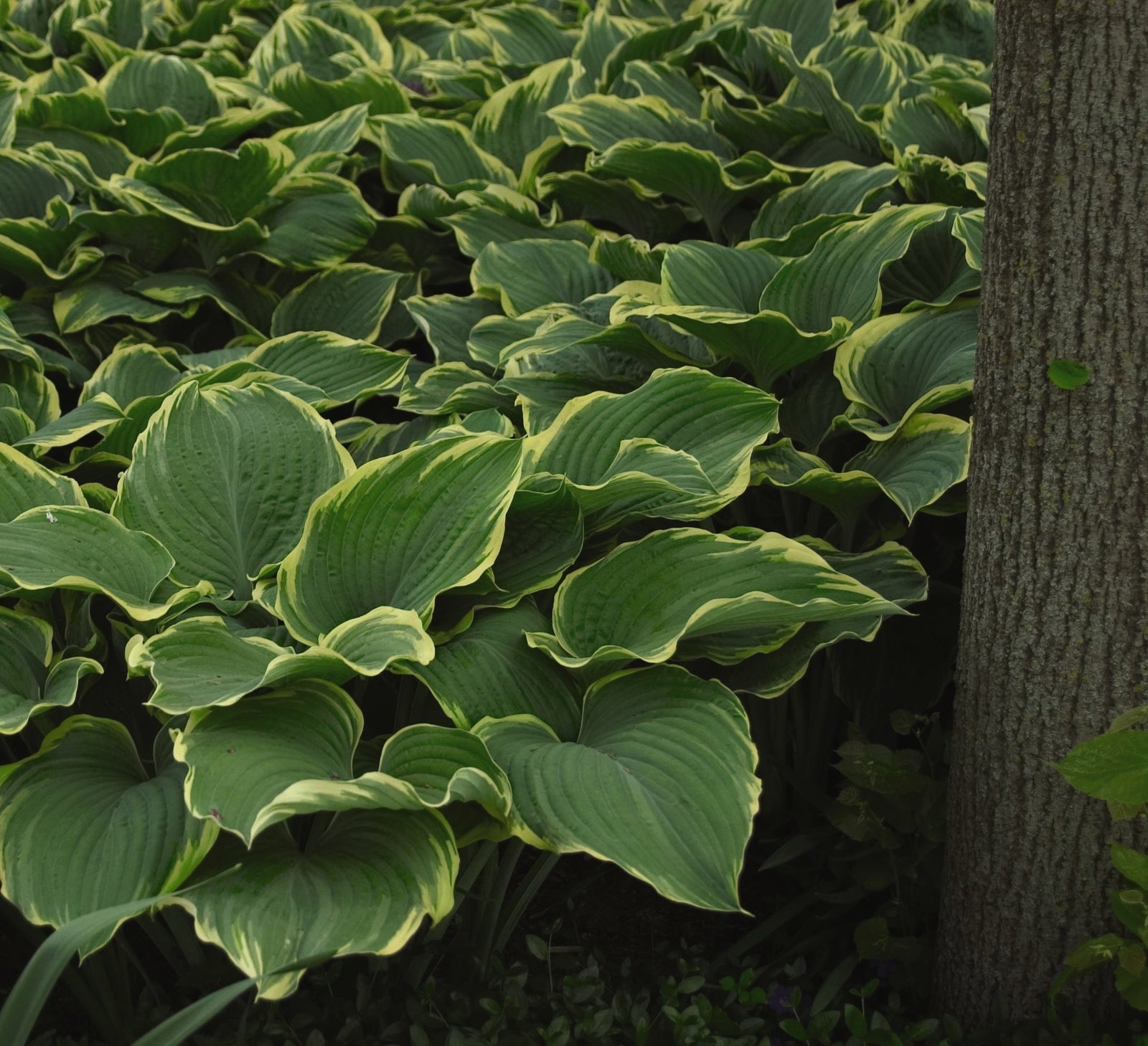 Hosta Sagae Plantain Lily