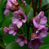 Bergenia x Eroica Heartleaf Bergenia