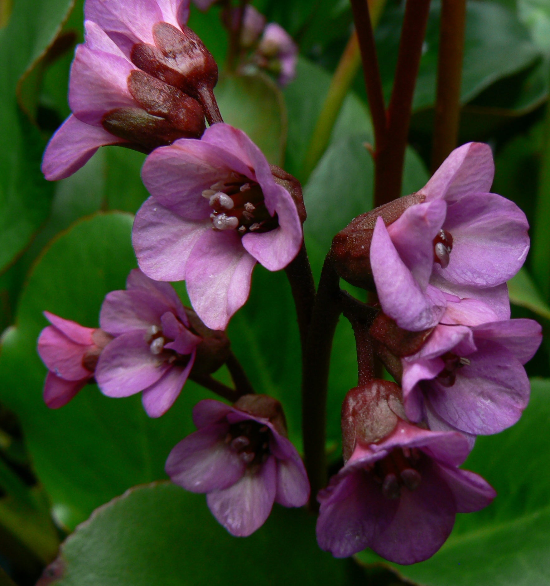 Bergenia x Eroica Heartleaf Bergenia