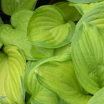 Hosta Stained Glass Plantain Lily