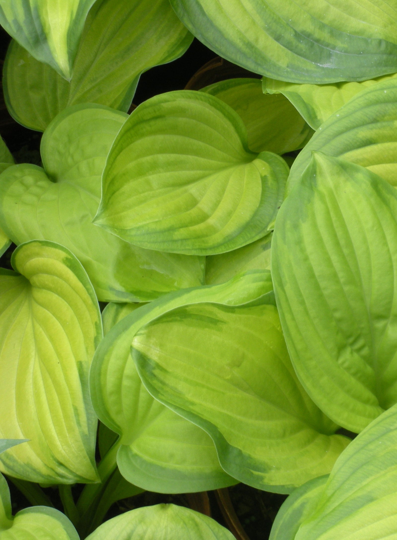 Hosta Stained Glass Plantain Lily