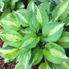 Hosta Striptease Plantain Lily