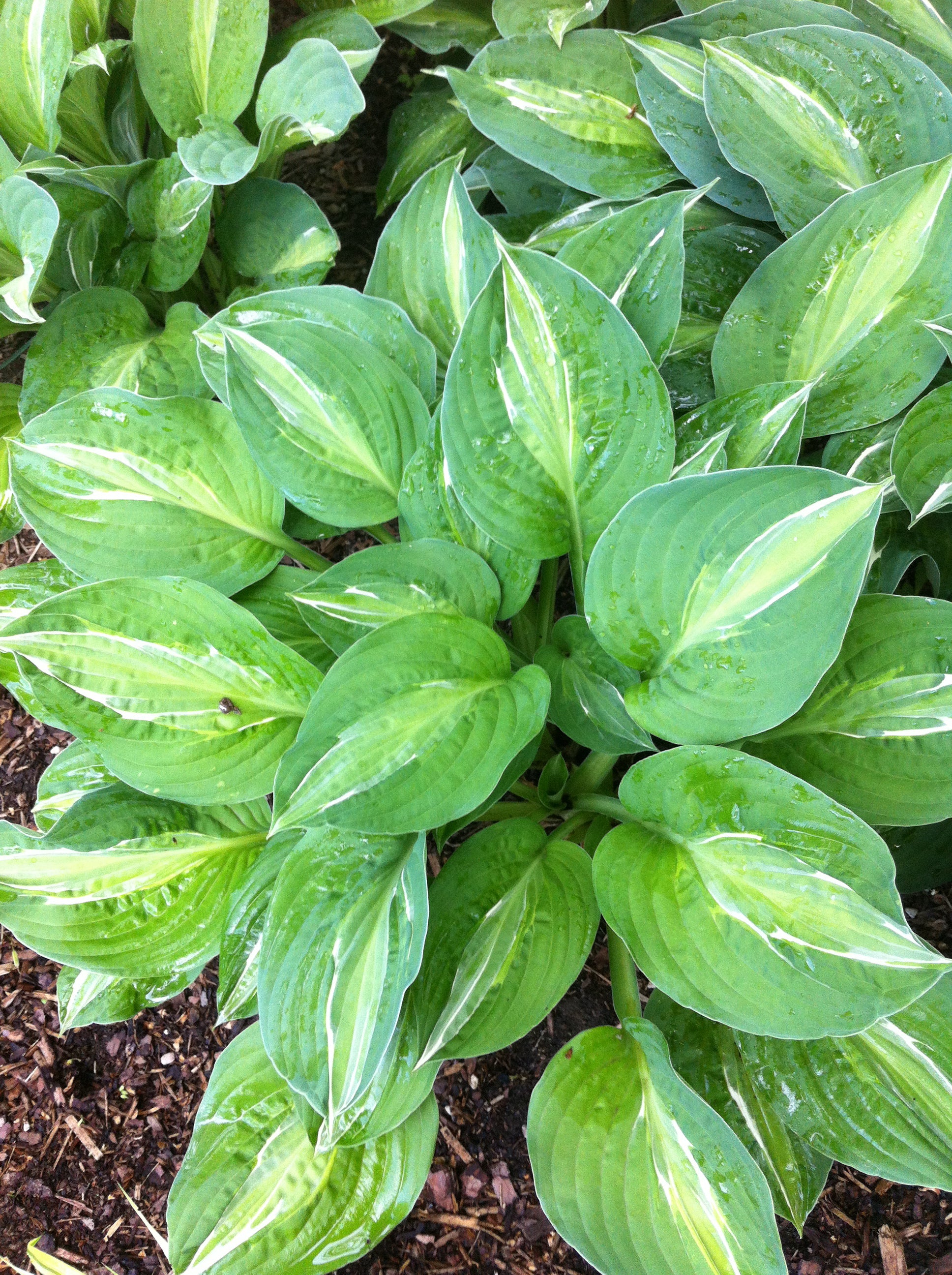 Hosta Striptease Plantain Lily