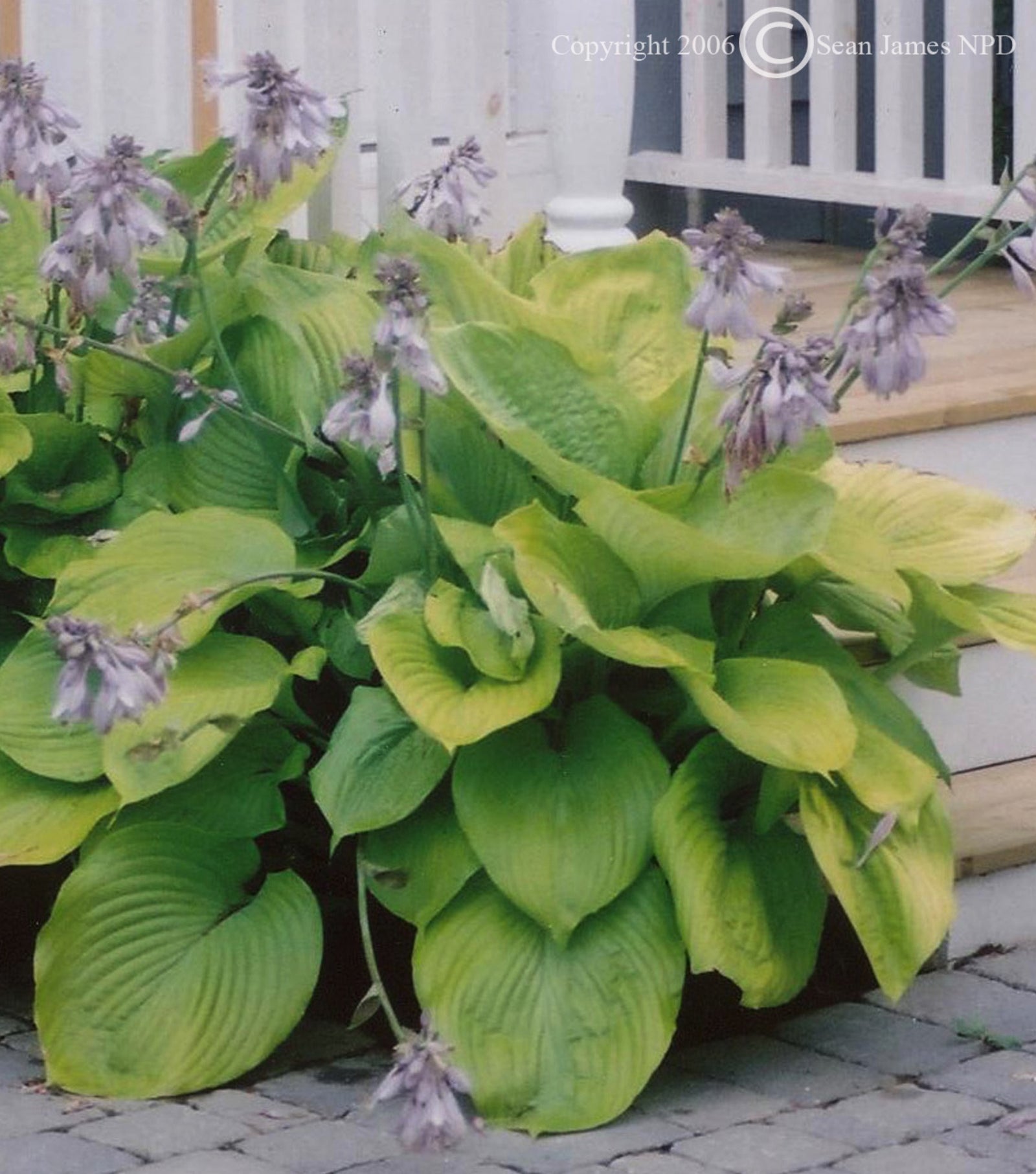 Hosta Sum and Substance Plantain Lily