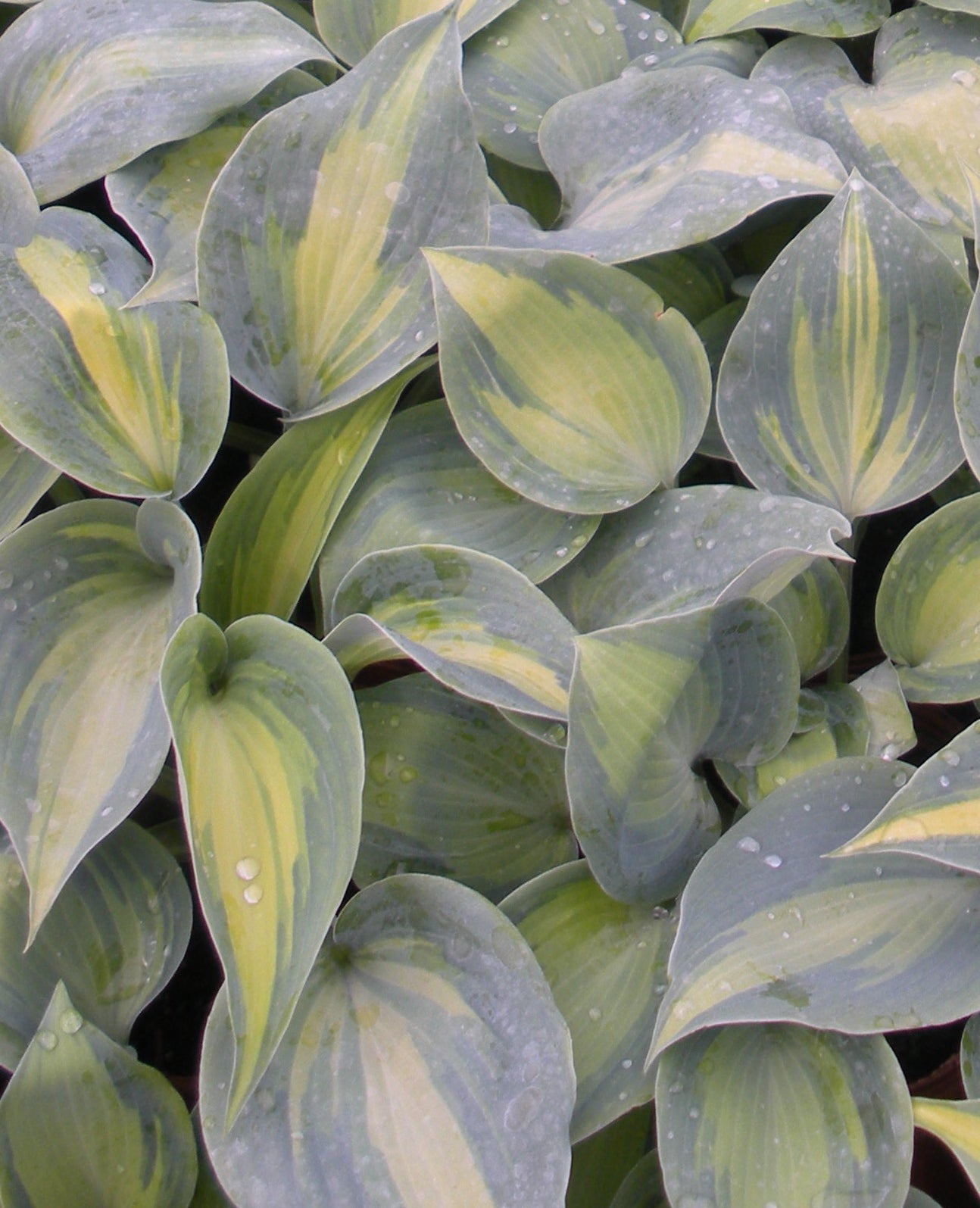 Hosta Touch of Class PP13080 Plantain Lily