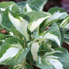 Hosta Vulcan Plantain Lily