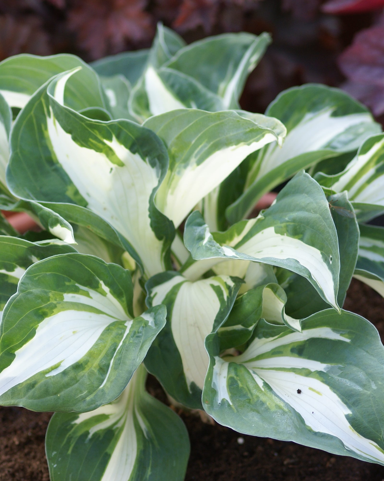 Hosta Vulcan Plantain Lily