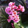 Bergenia x Magic Giant Heartleaf Bergenia