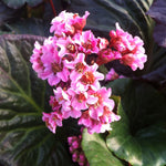 Bergenia x Magic Giant Heartleaf Bergenia