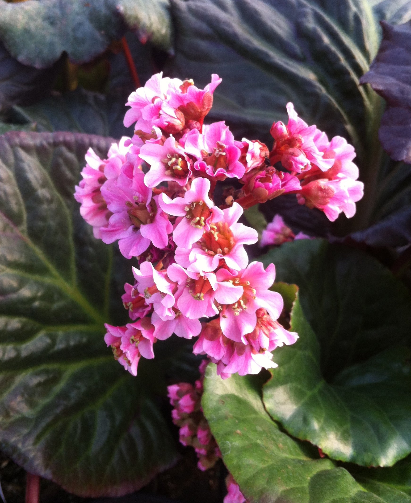 Bergenia x Magic Giant Heartleaf Bergenia