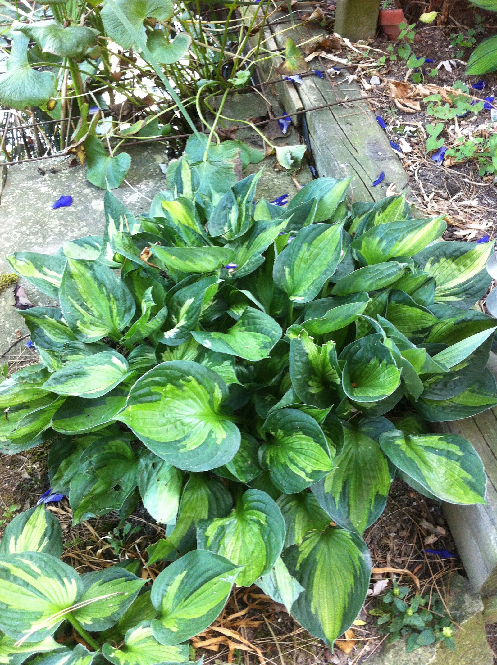 Hosta Whirlwind Plantain Lily