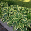 Hosta Wide Brim Plantain Lily