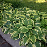 Hosta Wide Brim Plantain Lily