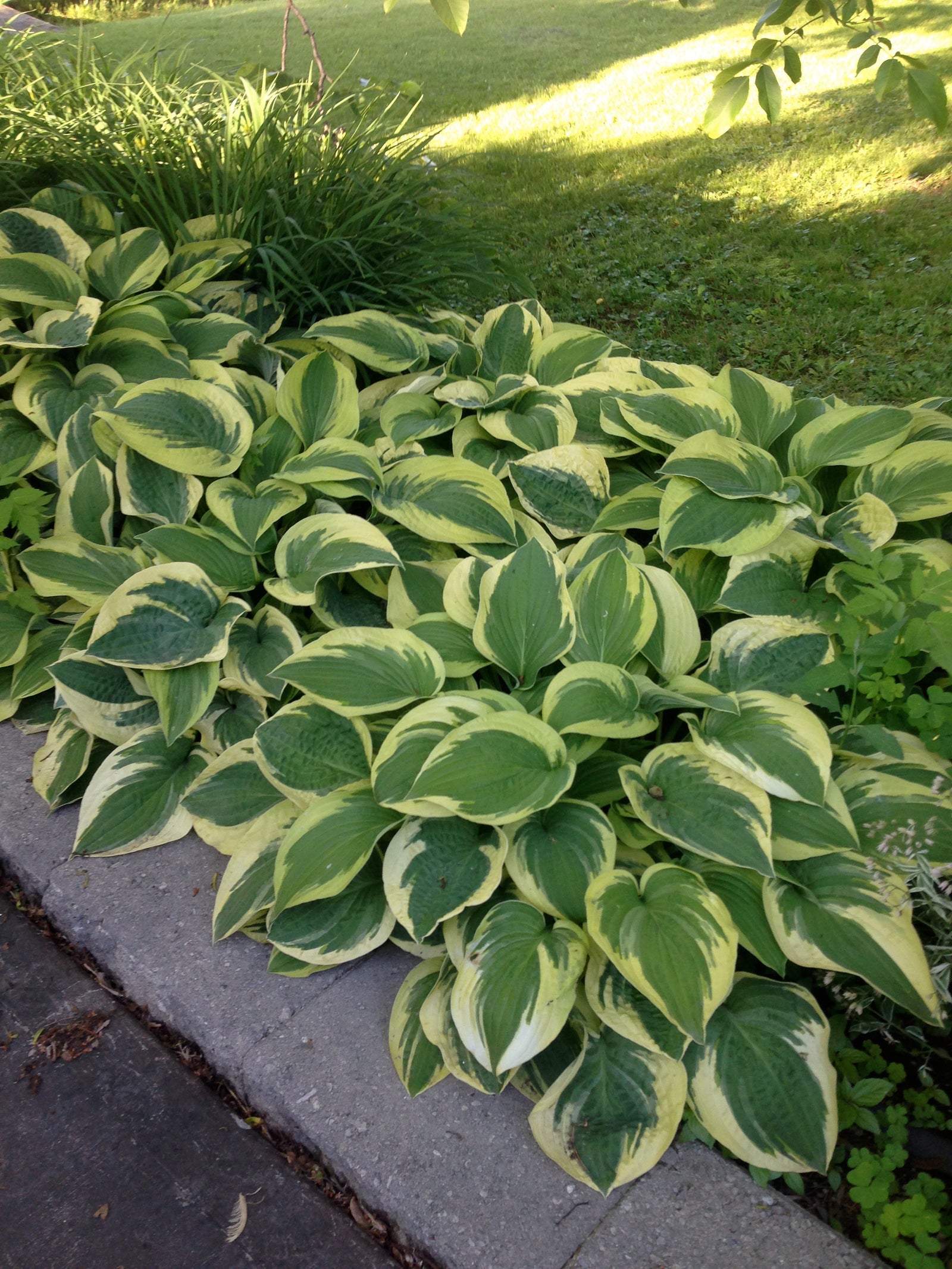 Hosta Wide Brim Plantain Lily