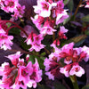 Bergenia x Pink Dragonfly Heartleaf Bergenia