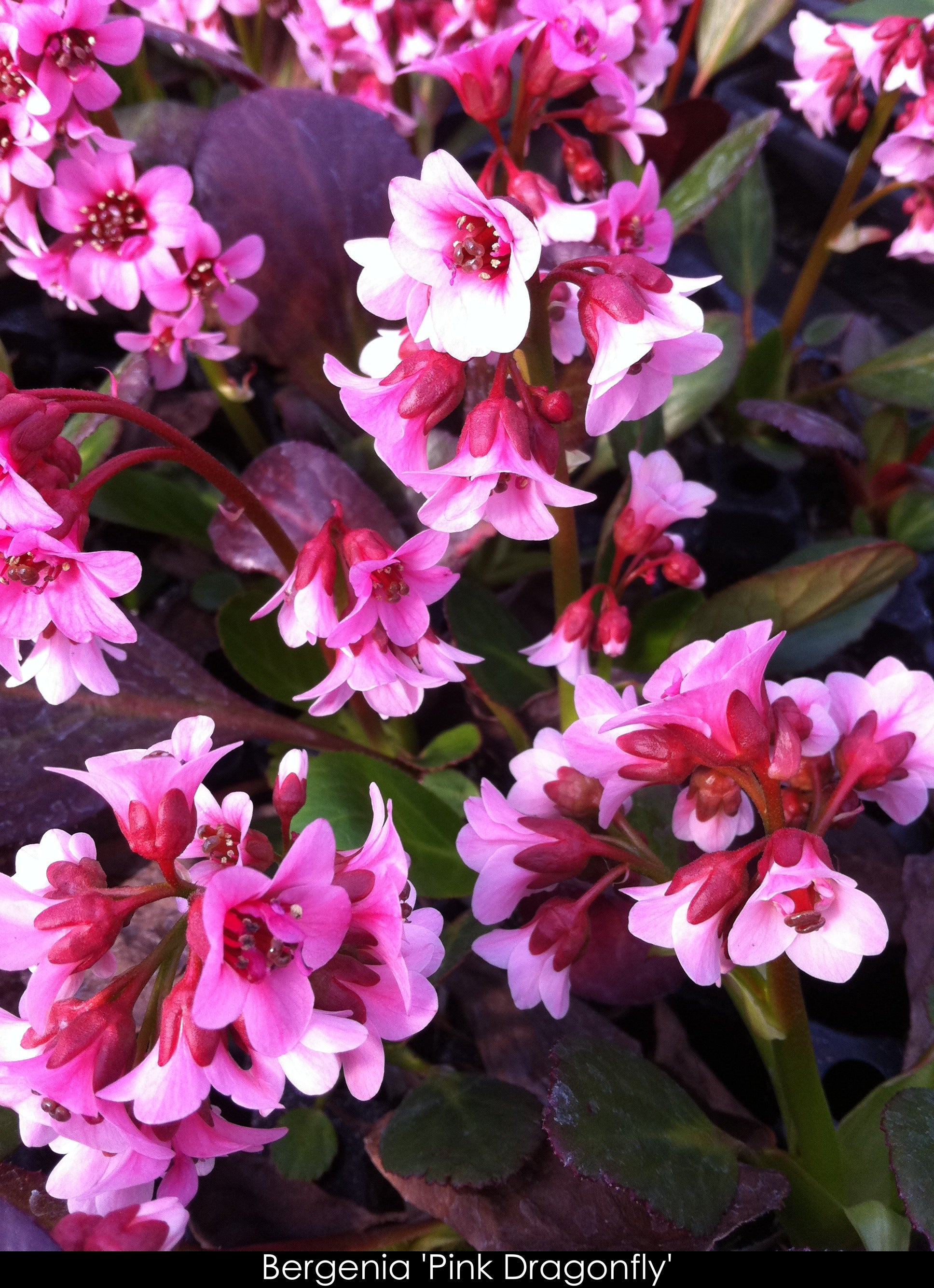 Bergenia x Pink Dragonfly Heartleaf Bergenia