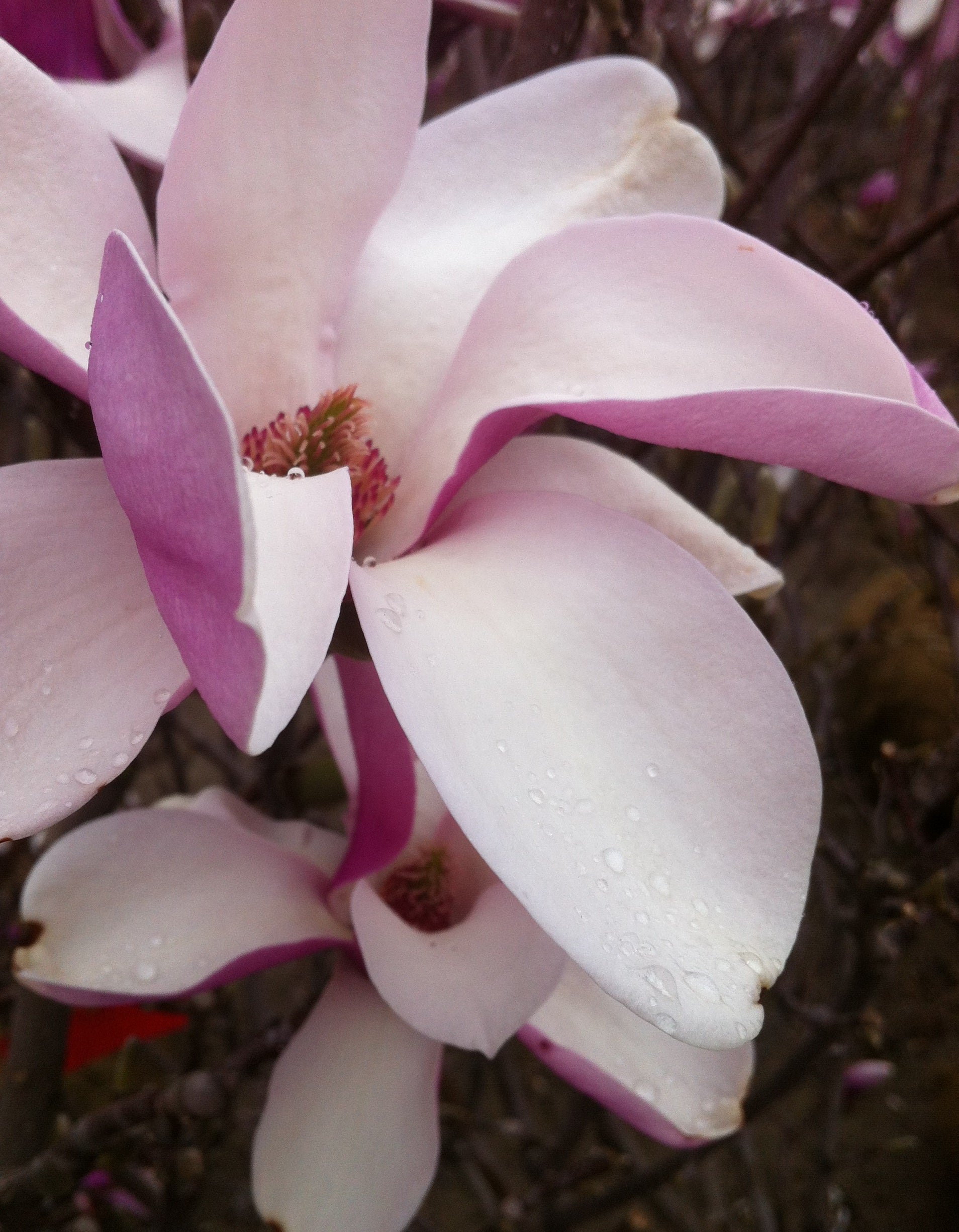 Magnolia x soulangeana Alexandrina Alexandrina Magnolia