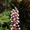 Actaea pachypoda White Baneberry