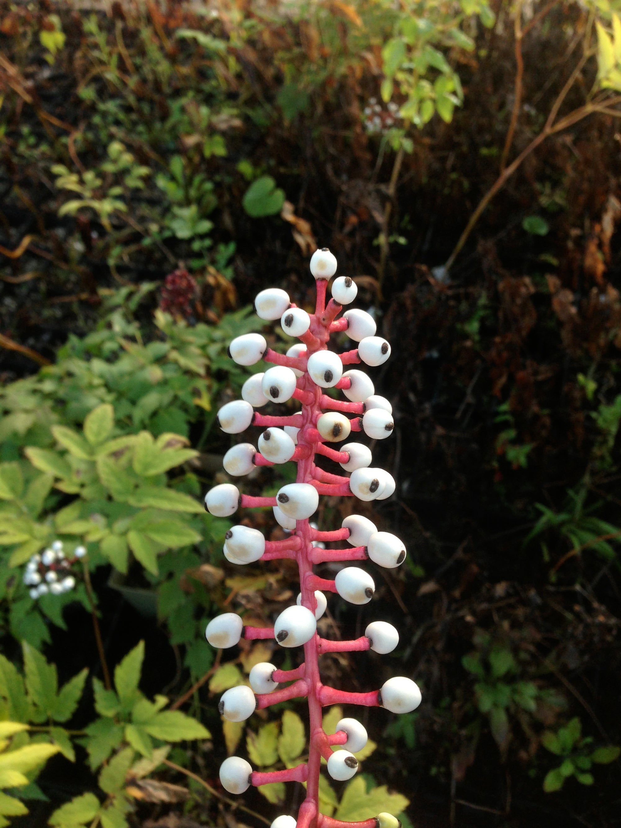 Actaea pachypoda White Baneberry