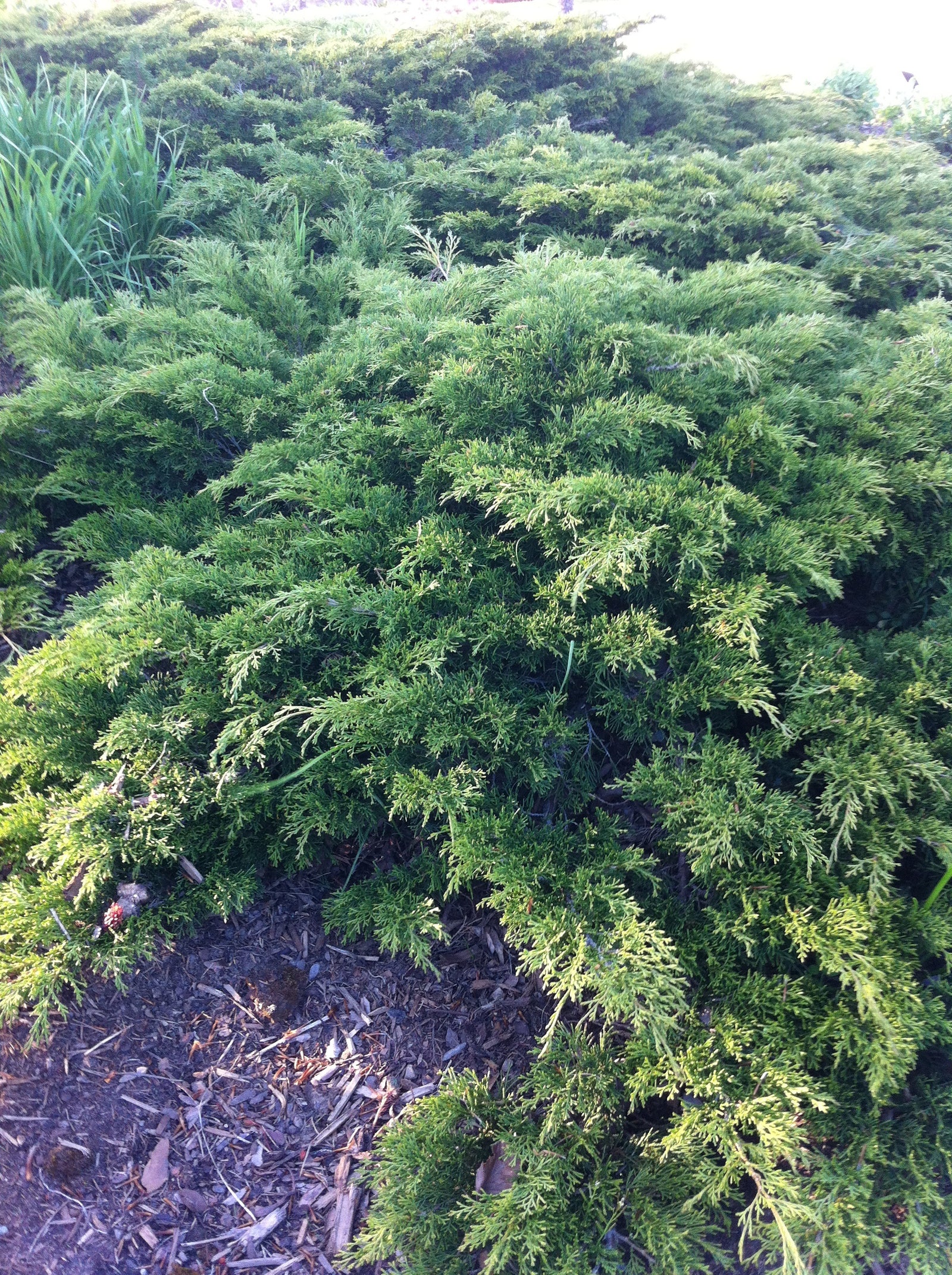 Juniperus sabina Calgary Carpet Monna Calgary Carpet Juniper