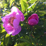 Rosa carolina Pasture Rose