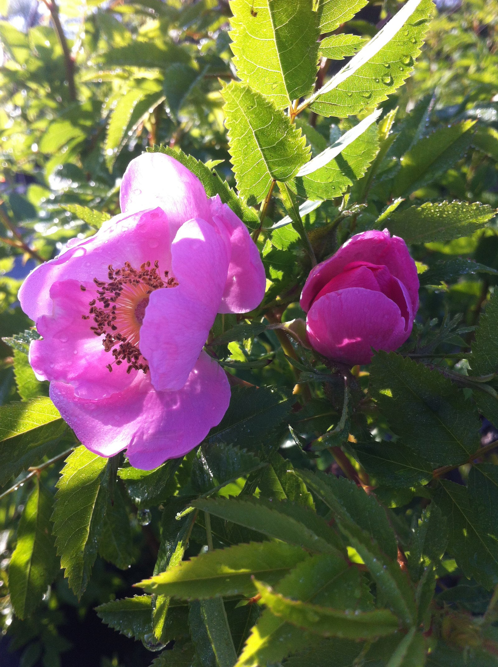 Rosa carolina Pasture Rose