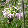 Allium cernuum Nodding Onion