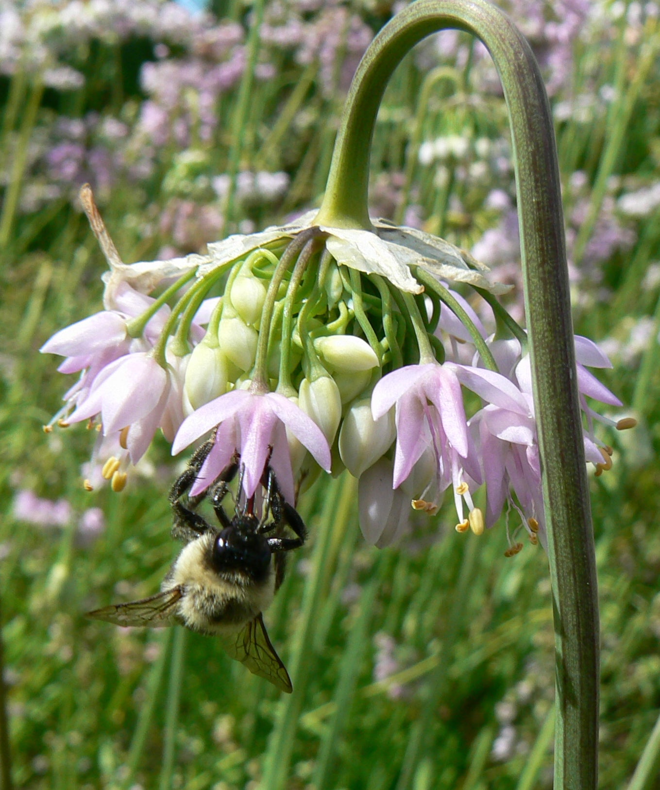 Allium cernuum Nodding Onion