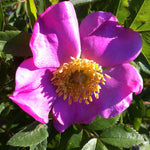 Rosa palustris Swamp Rose