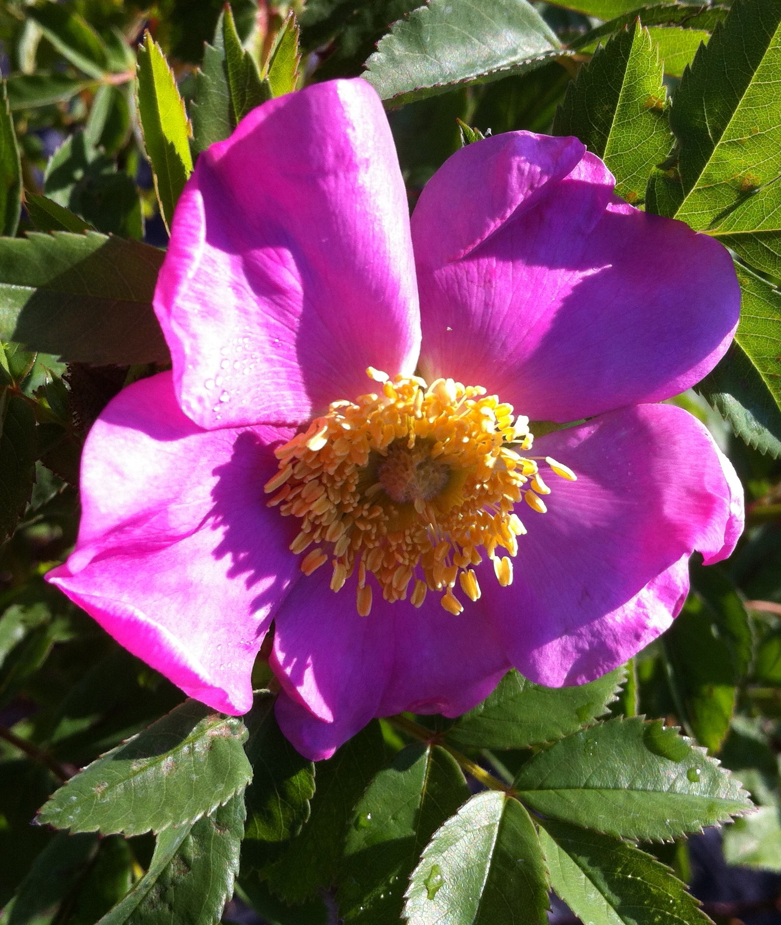 Rosa palustris Swamp Rose