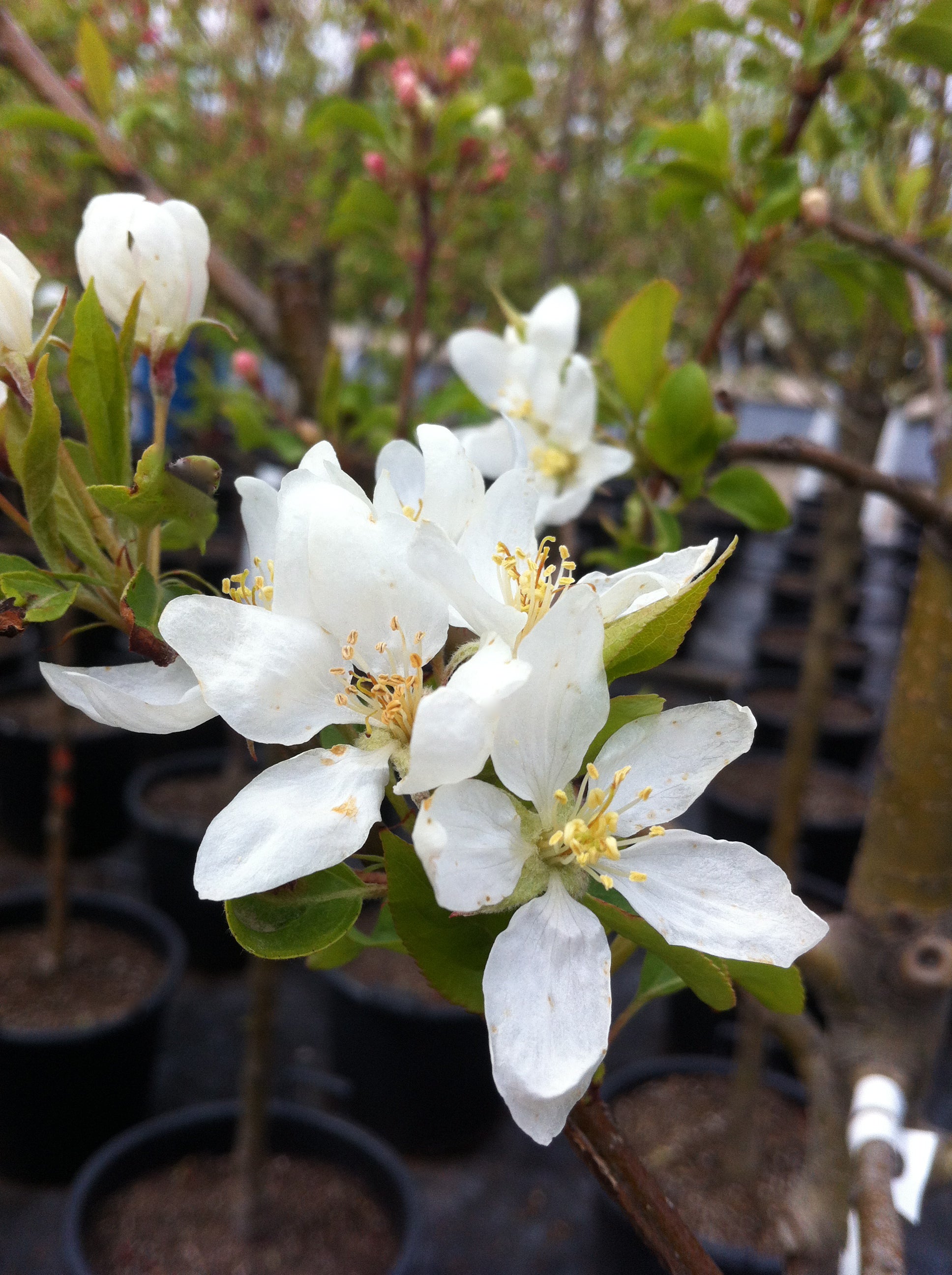 Malus Dolgo Dolgo Crabapple