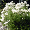 Anaphalis margaritacea Pearly Everlasting