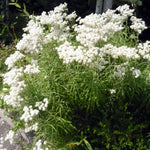 Anaphalis margaritacea Pearly Everlasting