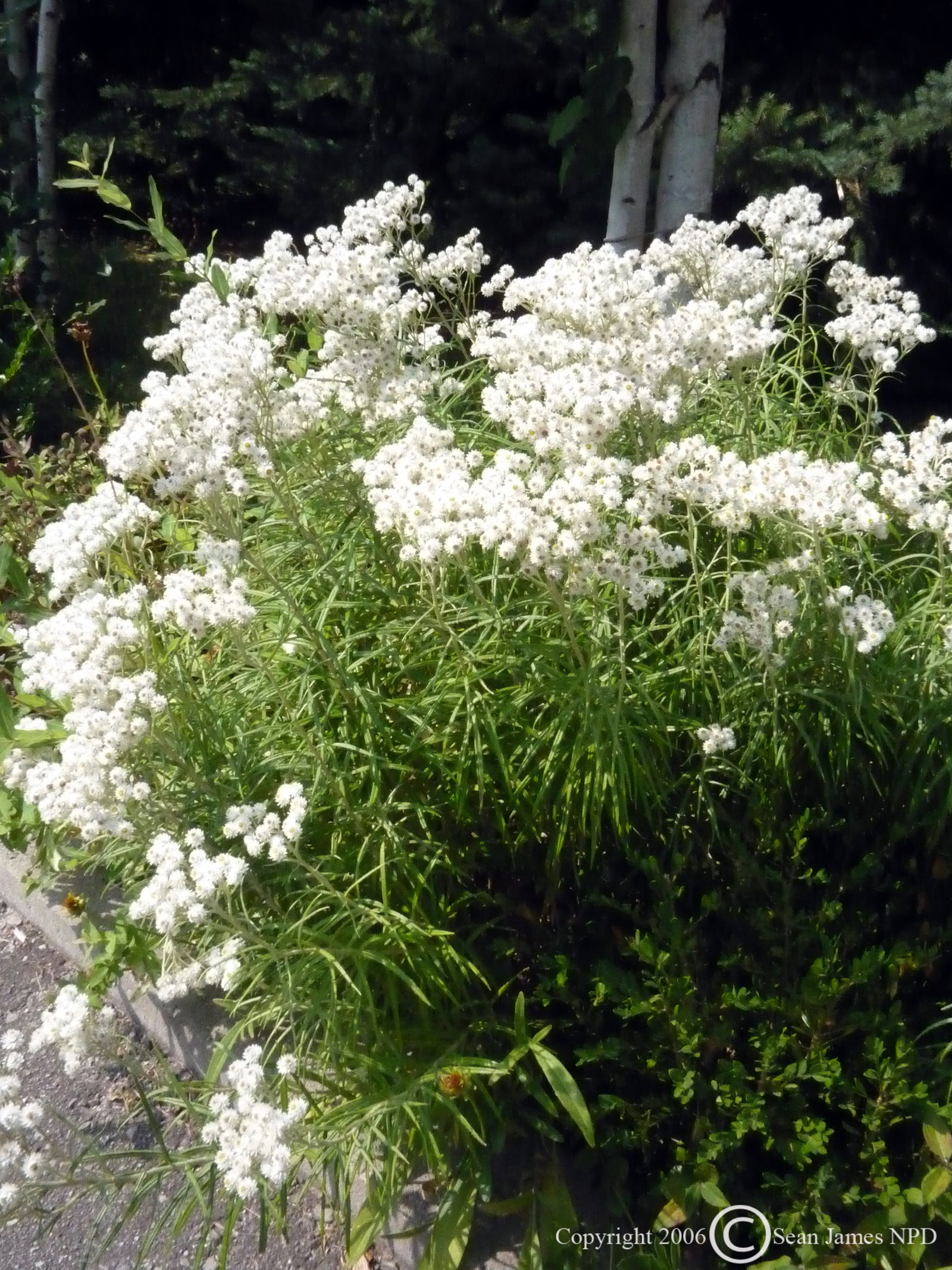 Anaphalis margaritacea Pearly Everlasting