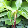 Arisaema triphyllum Jack in the Pulpit