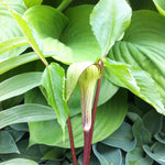 Arisaema triphyllum Jack in the Pulpit