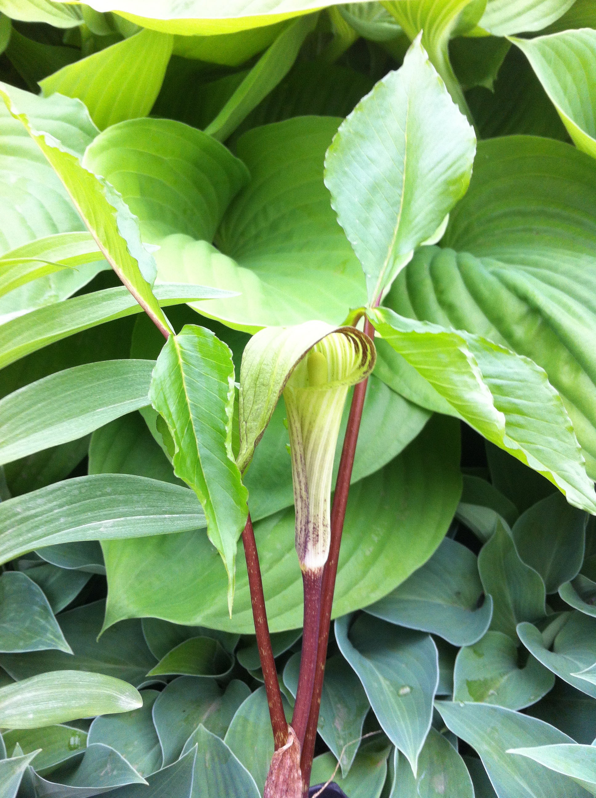 Arisaema triphyllum Jack in the Pulpit