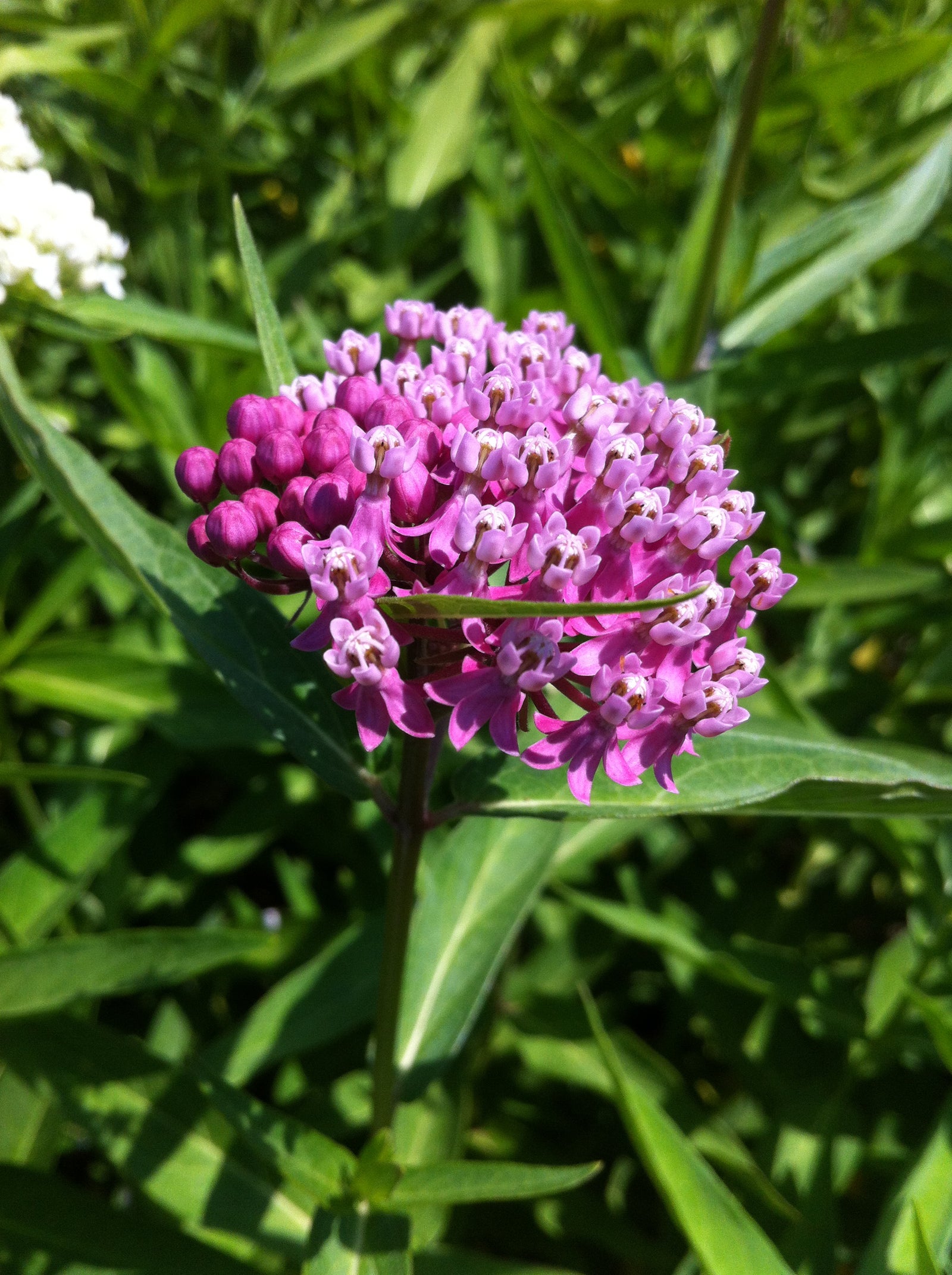 Asclepias incarnata Swamp Milkweed