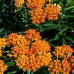 Asclepias tuberosa Butterfly Milkweed