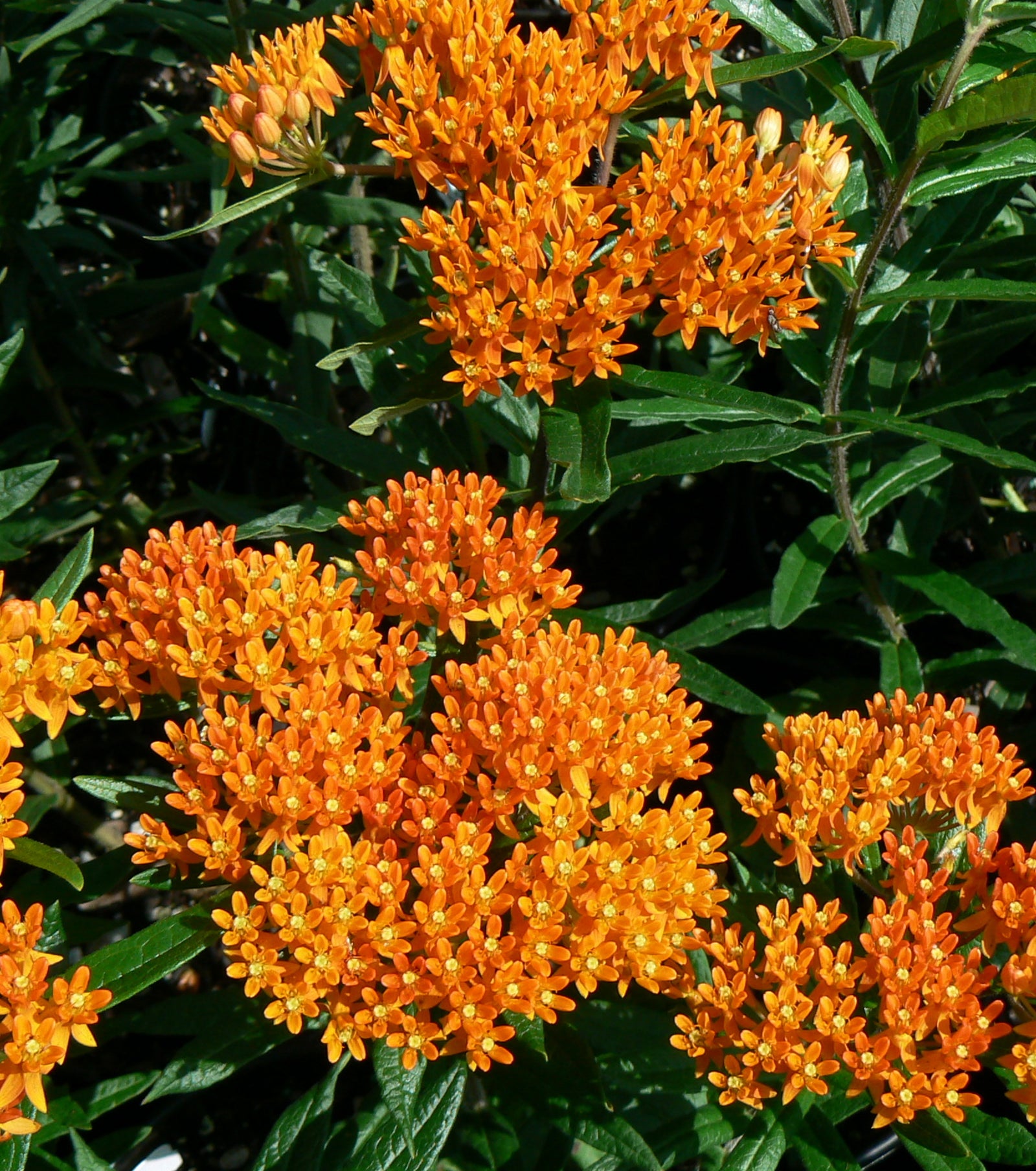 Asclepias tuberosa Butterfly Milkweed