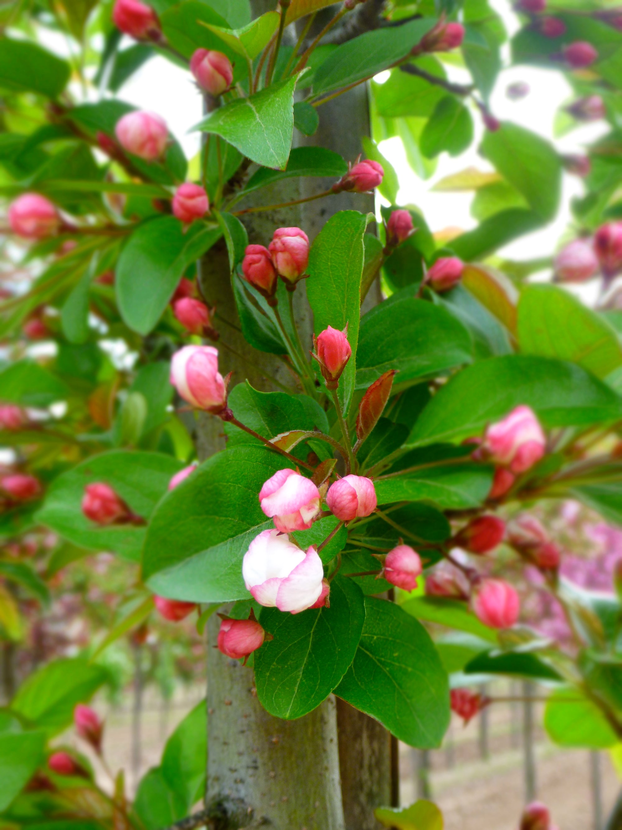 Malus Harvest Gold Hargozam COPF Harvest Gold Crabapple